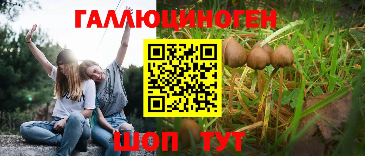 купить наркотик  Лосино-Петровский  Галлюциногенные грибы Psilocybine cubensis  Галлюциногенные грибы Psilocybine cubensis 